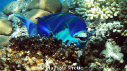 Daylight photo under 5m..Steepheaded Parrotfish (Scarus g... by Maestro Protic 